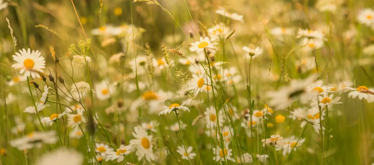 A field of daisies