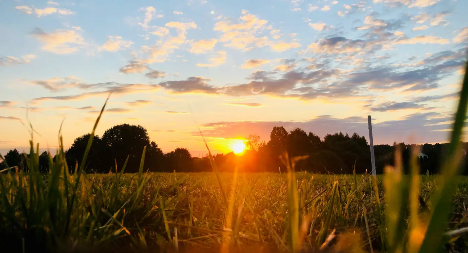 Sunrise over a grassy field